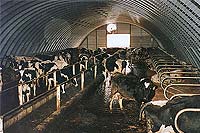 milking and production metal building 
