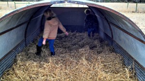 preparing livestock for winter